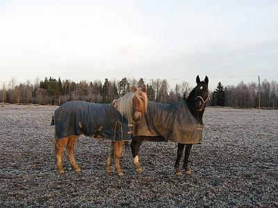 koulukisat07 ja syystalvi07 kuvia 027.jpg - Rokki ja Rabella